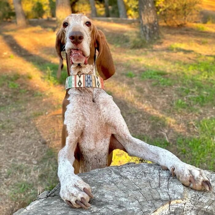 An older dog standing with its paws on a tree stump, a hilarious dog's version of family pics.