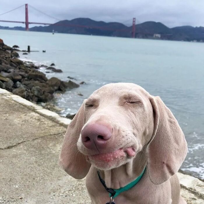 A hilarious dog photo of a dog making a funny face by the water, with a bridge in the background.