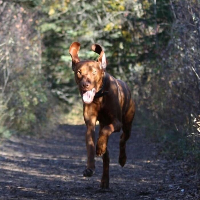 A hilarious dog photo of a dog running with ears flying back on a path in the woods.