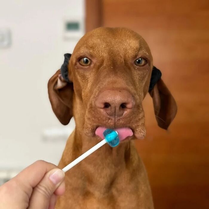 A close-up of a dog licking a blue lollipop, creating a hilarious dog's version of family pics.