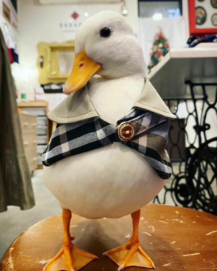 This wholesome animal photo features a duck wearing a fashionable plaid vest, standing upright on a wooden stool.