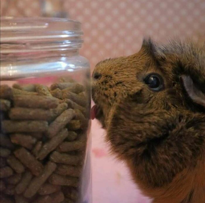 Close-up wholesome animal photo of a guinea pig trying to lick pet food from a clear glass jar.