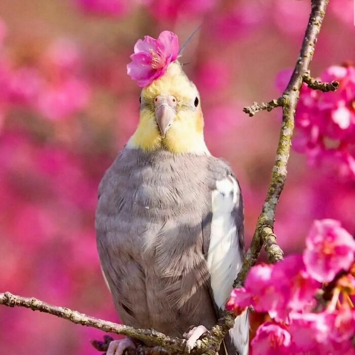 Wholesome animal photo of a cockatiel bird with a pink flower on its head, perched on a branch.