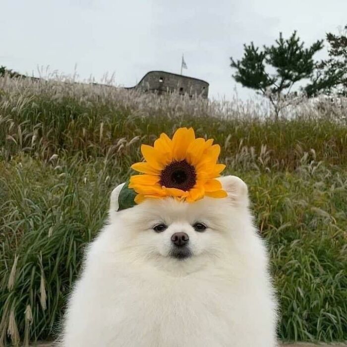 A fluffy white dog wearing a sunflower on its head, a wholesome animal photo amidst tall grass.