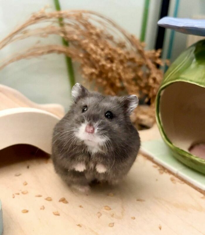 Wholesome animal photos: A tiny grey hamster with a white belly sitting upright, looking curious on a wooden surface.