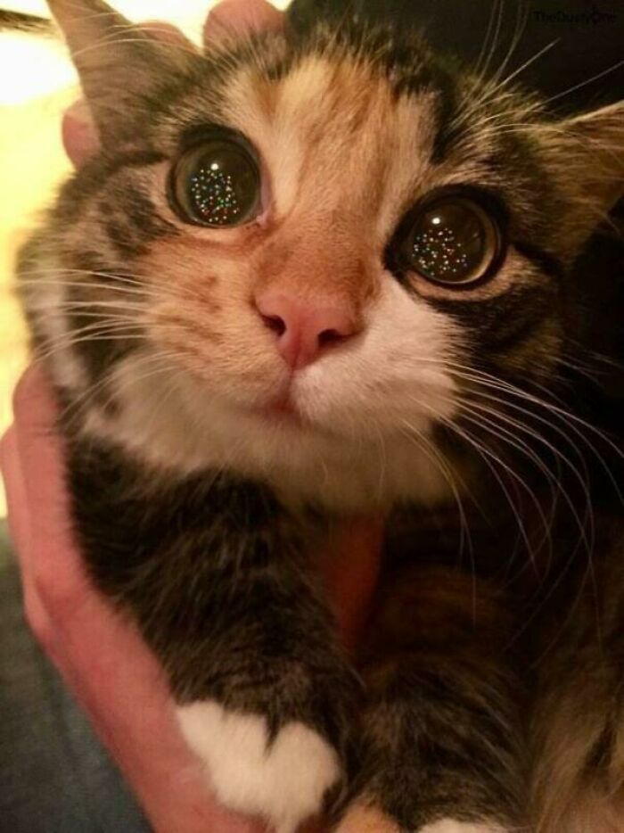 Wholesome animal photos: A cute calico cat with huge, sparkling eyes, held gently by hands.
