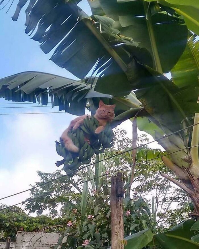 Wholesome animal photos: An orange cat lounging comfortably on a bunch of green bananas in a banana tree.