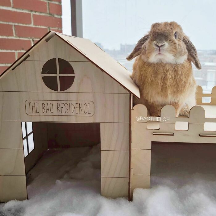 Wholesome animal photos: A fluffy brown lop-eared bunny sitting next to a custom-made wooden playhouse in the snow.