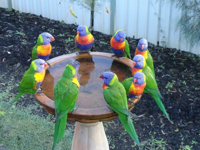 Wholesome animal photos: Several colorful rainbow lorikeets gathered around a bird bath in a garden.
