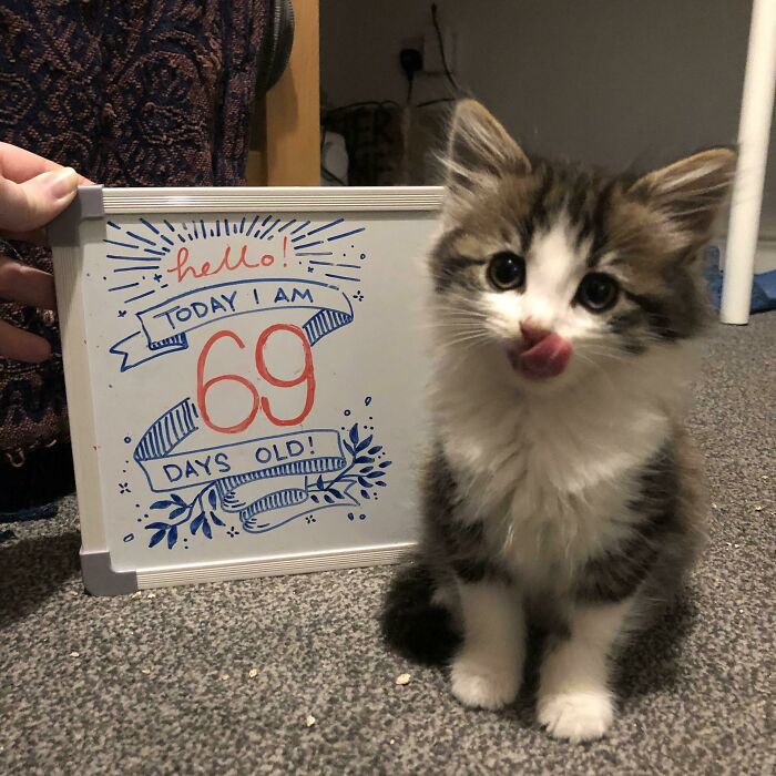 A fluffy kitten next to a whiteboard saying Today I am 69 days old, a cute wholesome animal photo.