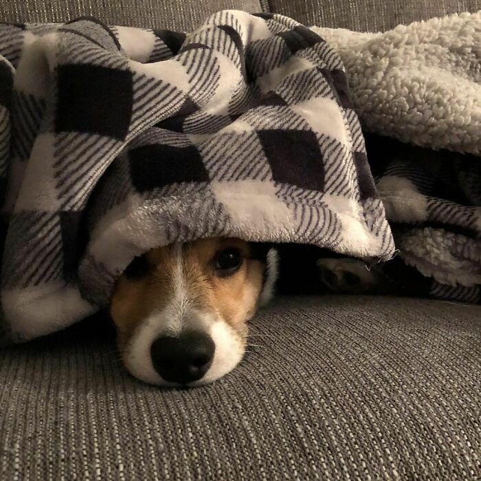 A small dog peering out from under a checkered blanket, a heartwarming scene from wholesome animal photos.