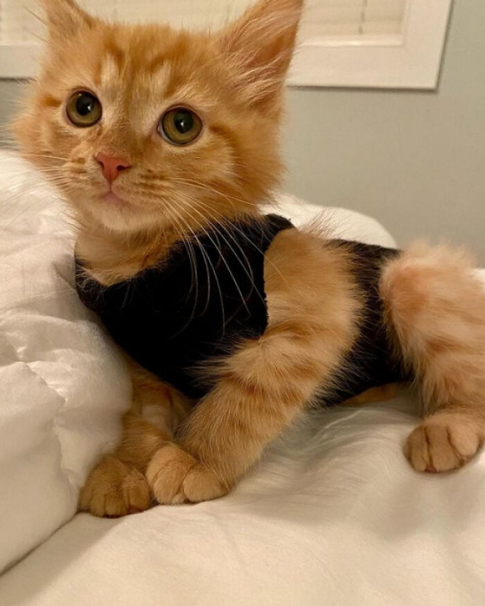 An orange tabby kitten wearing a black shirt, looking cute and wholesome, among other animal photos.