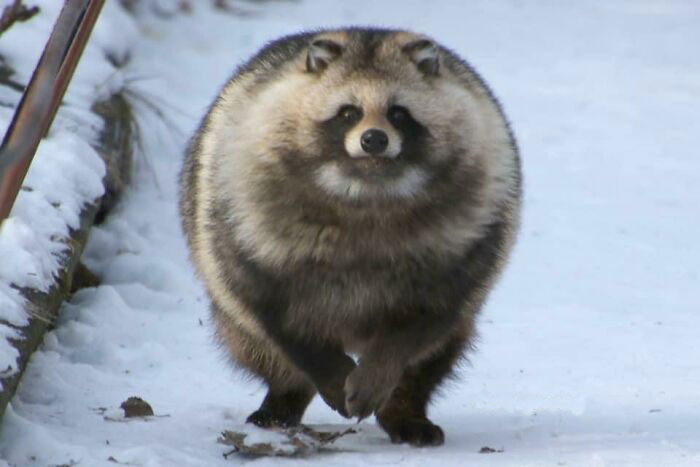 Wholesome animal photo of a fluffy tanuki walking in the snow, a heartwarming image that restores faith in the internet.