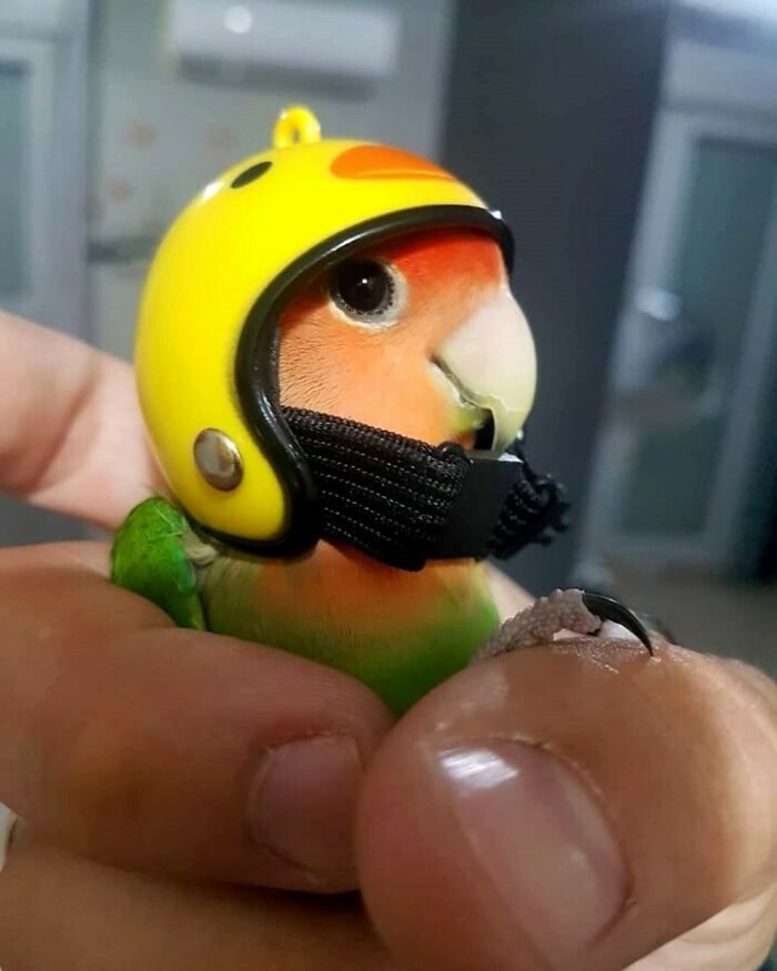 A small bird wearing a yellow helmet, held gently in a hand, one of many wholesome animal photos.