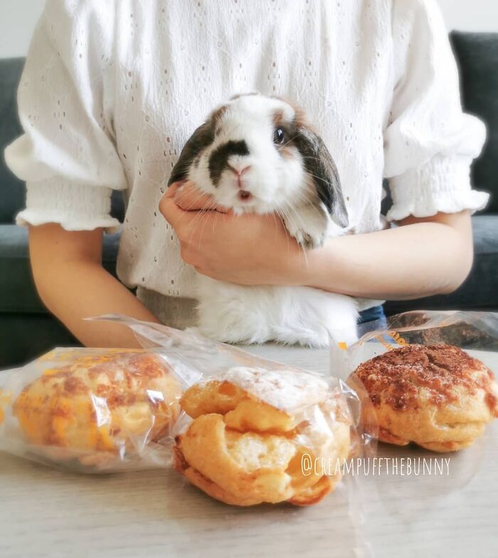 A person holding a cute bunny, with three pastries in front, part of the wholesome animal photos collection.