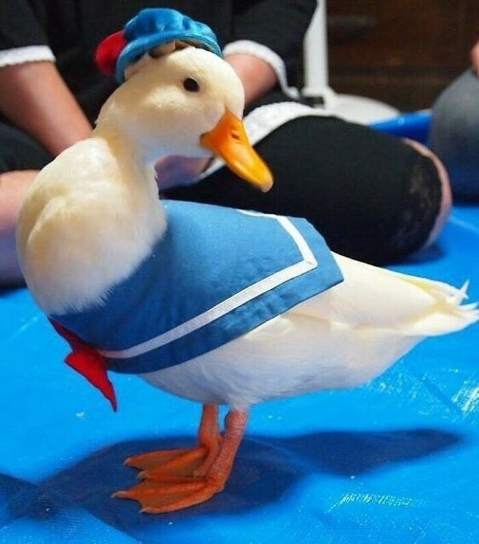 A white duck wearing a blue sailor outfit and hat, standing on a blue mat, featured in wholesome animal photos.