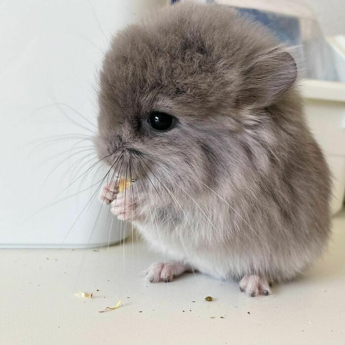 A tiny grey chinchilla nibbling on food, one of the many wholesome animal photos that will restore faith.