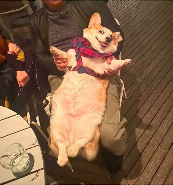 A person holding a happy corgi wearing a plaid bandana, with its belly exposed, a wholesome animal photo.