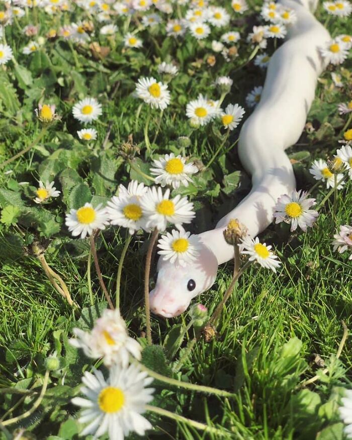 Wholesome animal photo of a white snake among daisies, a beautiful sight that restores faith in the internet.