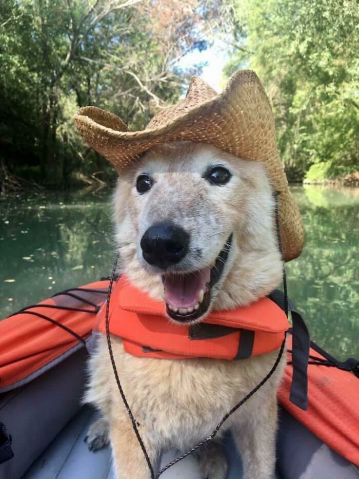 Wholesome animal photo of a happy dog in a straw hat and life vest on a boat, a joyful moment that restores faith in the internet.