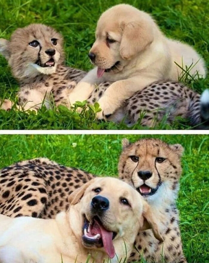 Wholesome animal photos of a cheetah cub and a golden retriever puppy playing, then as adults, showcasing their bond.