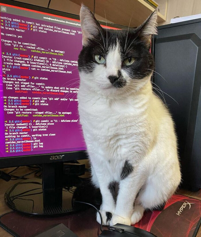 Wholesome animal photos of a black and white cat sitting in front of a computer screen with code.