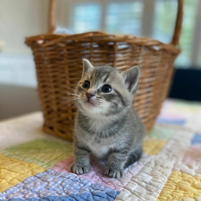 Wholesome animal photos of a tiny tabby kitten sitting on a colorful quilt with a woven basket behind it.