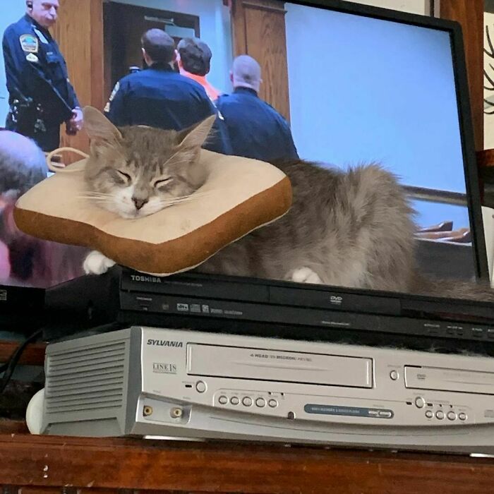 A fluffy gray cat wearing a toast-shaped cone collar, sleeping peacefully on top of a TV set, a wholesome animal photo.