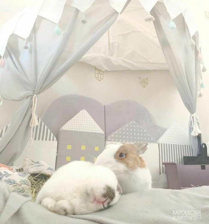 Two cute bunnies relaxing in a cozy, decorated play tent with soft cushions, a wholesome animal photo.