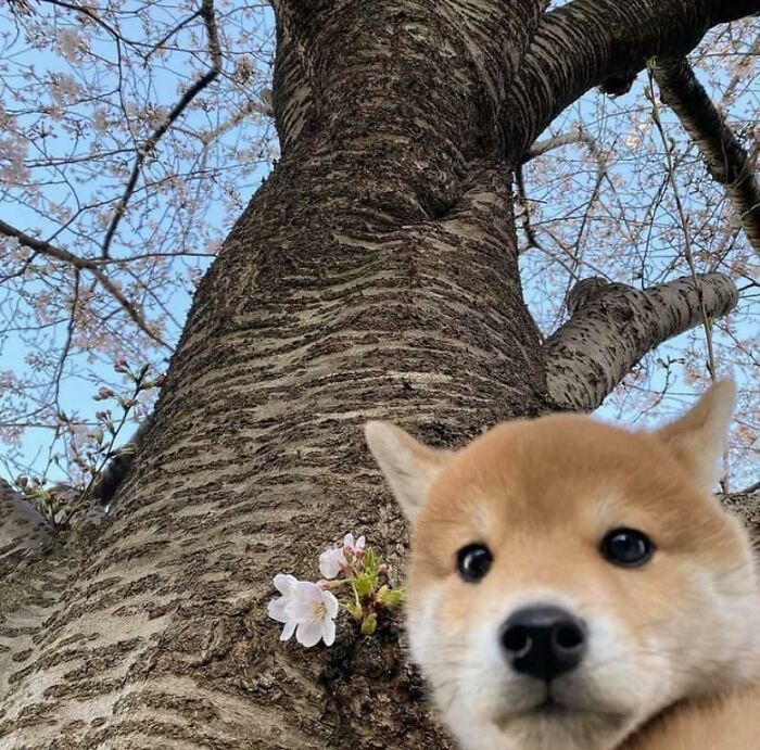 A close-up of an adorable shiba inu puppy looking up at the camera, with a cherry blossom tree in the background, a wholesome animal photo.