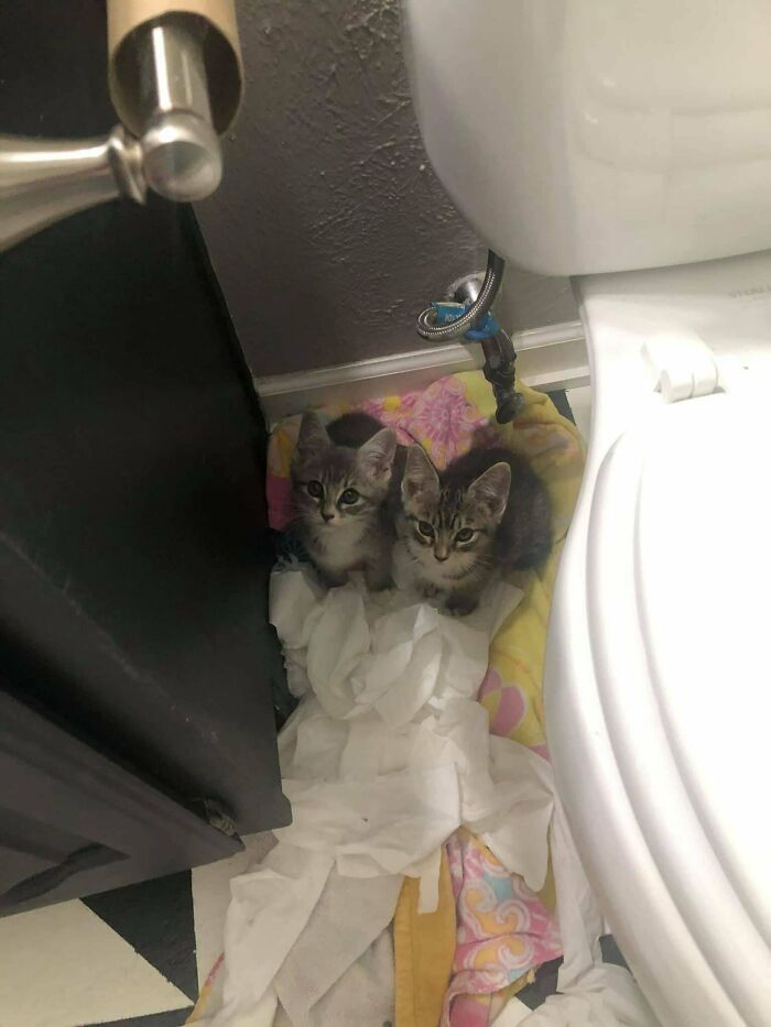 Two tiny wholesome animal kittens peeking out from behind a toilet, surrounded by soft paper and fabric.