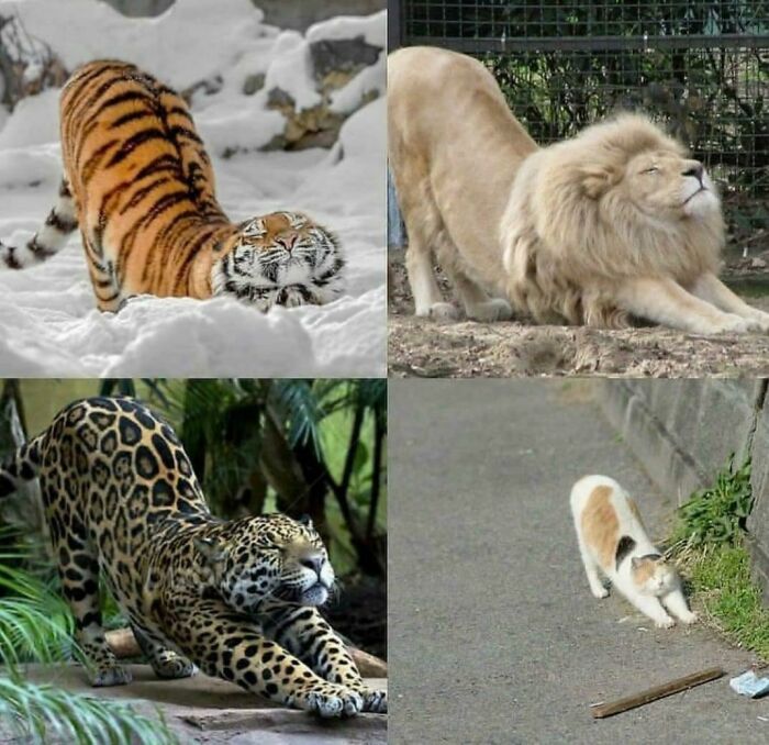 A collage of four wholesome animal photos of big cats and a domestic cat stretching in various environments.