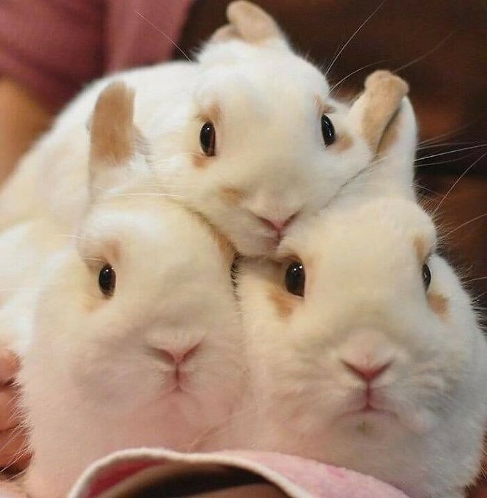 Three wholesome animal photos of white rabbits stacked on top of each other, looking at the camera.