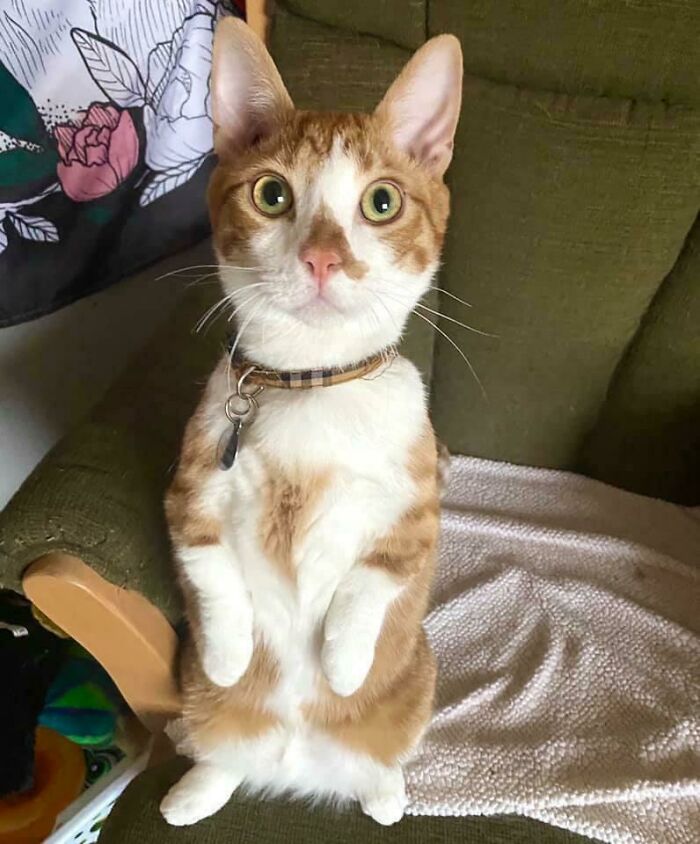 Wholesome animal photos of an orange and white cat standing on its hind legs on a green chair.