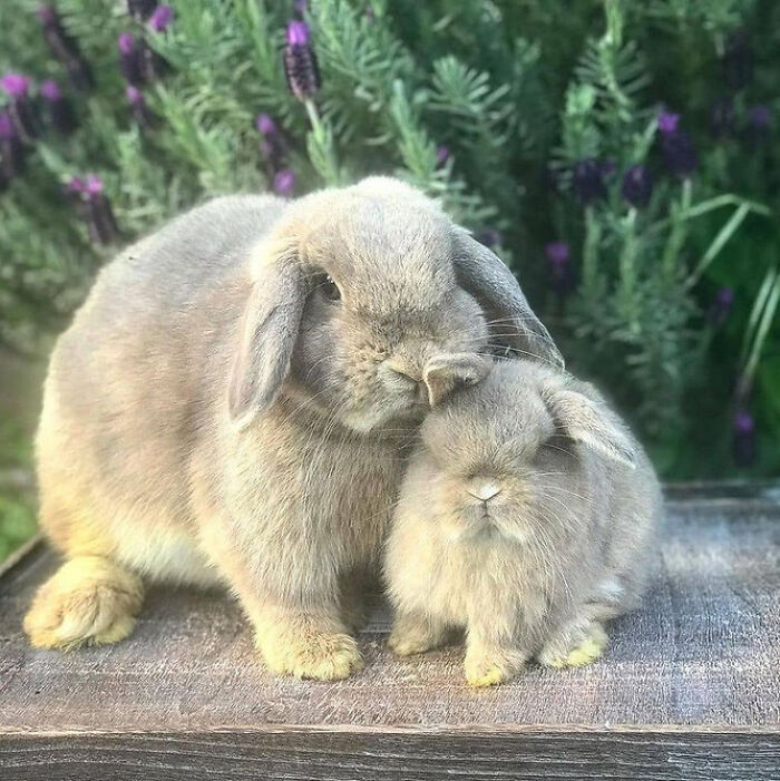 Wholesome animal photos of a large grey lop-eared rabbit nuzzling a smaller grey rabbit in front of lavender plants.