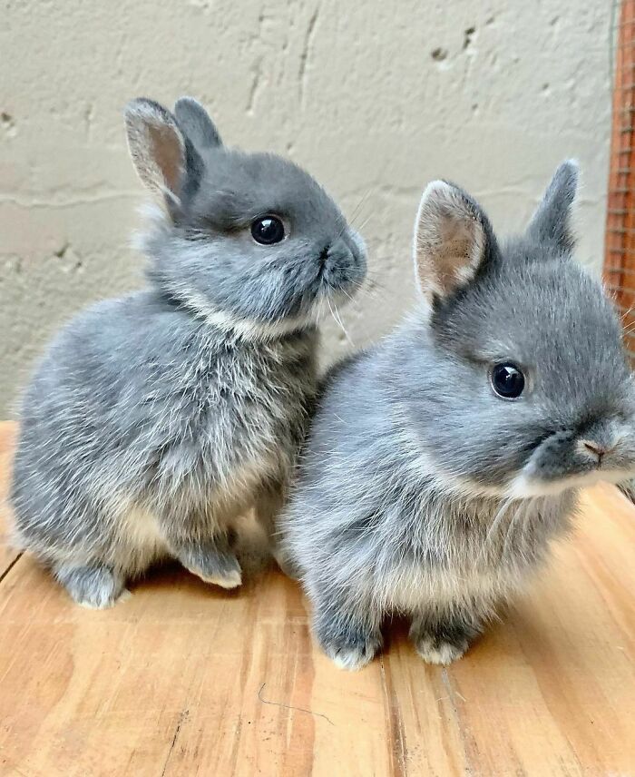Two fluffy grey baby bunnies sitting on a wooden surface, from a collection of wholesome animal photos.