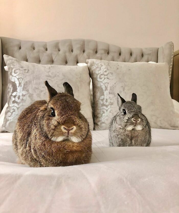 Two cute bunnies, one brown and one grey, sitting on a soft white bed with decorative pillows, from wholesome animal photos.