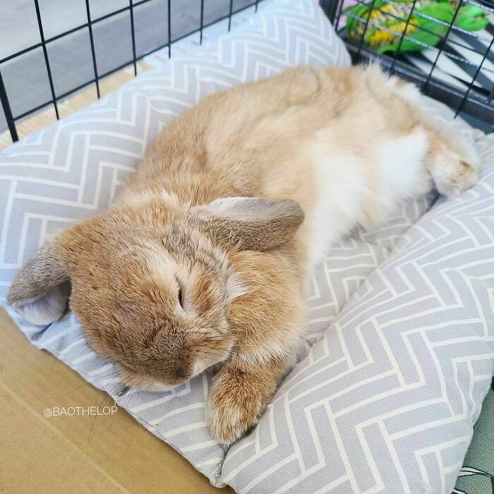 A wholesome animal photo of a cute bunny sleeping soundly on a comfy pillow in its cage.