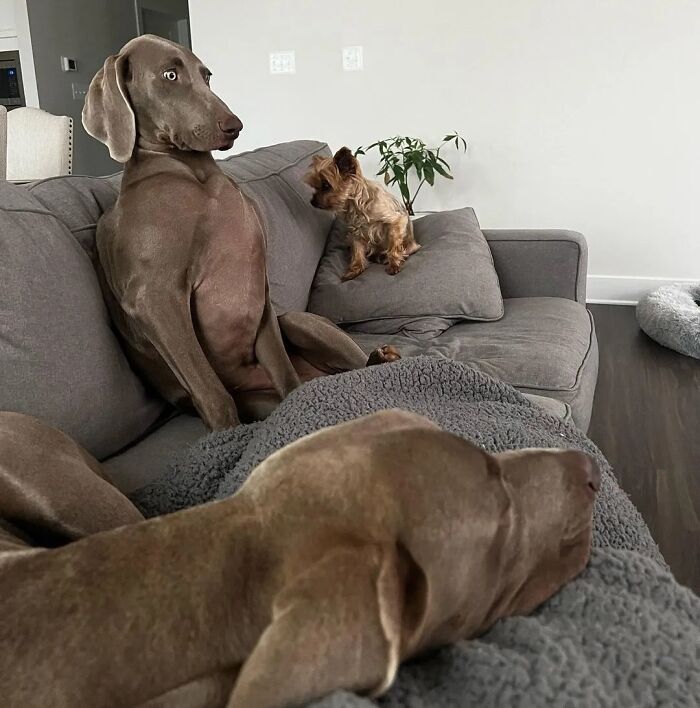 A Weimaraner and a Yorkshire Terrier sitting on a couch, offering a hilarious dog's version of family pics.