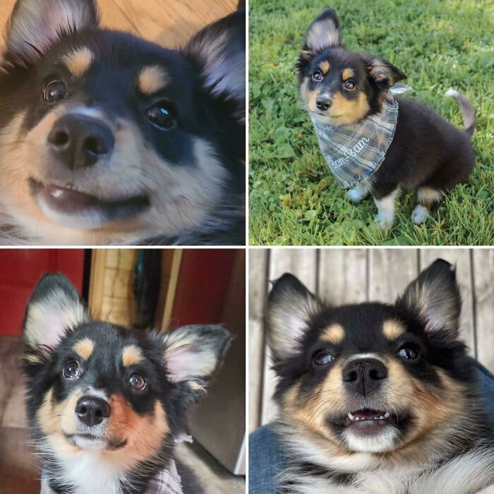 A collage of four wholesome animal photos showcasing an adorable puppy with different happy expressions.