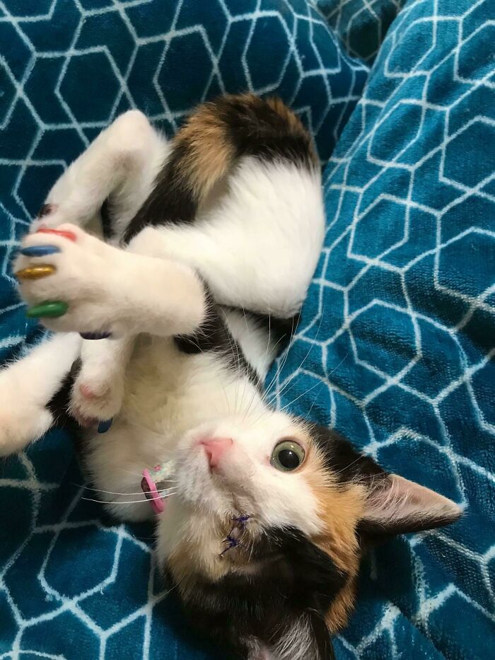 A playful calico cat with colorful nail caps, looking up, a fun image from wholesome animal photos.