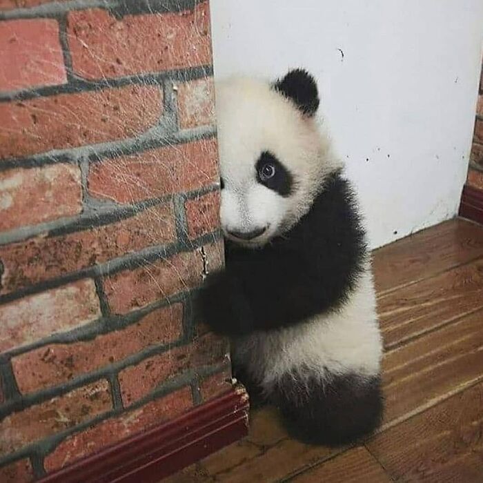 A shy baby panda peeking from behind a brick wall, one of many wholesome animal photos.