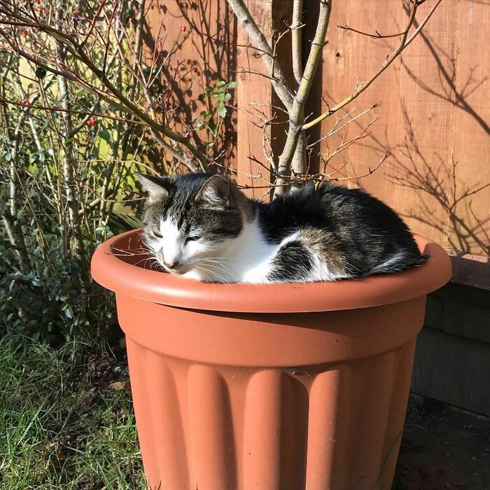 A tabby cat sleeping comfortably inside a terracotta plant pot, among wholesome animal photos.
