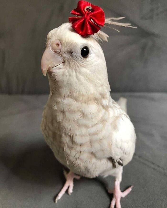 A white cockatiel with a small red bow on its head, a wholesome animal photo of a bird.