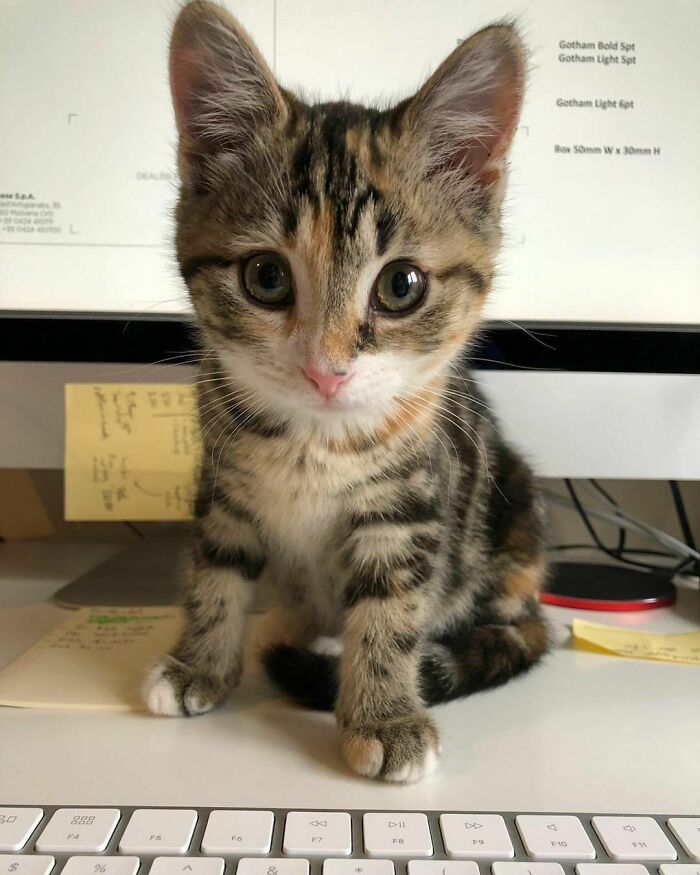 A tiny tabby kitten sitting on a desk in front of a computer keyboard, a wholesome animal photo.