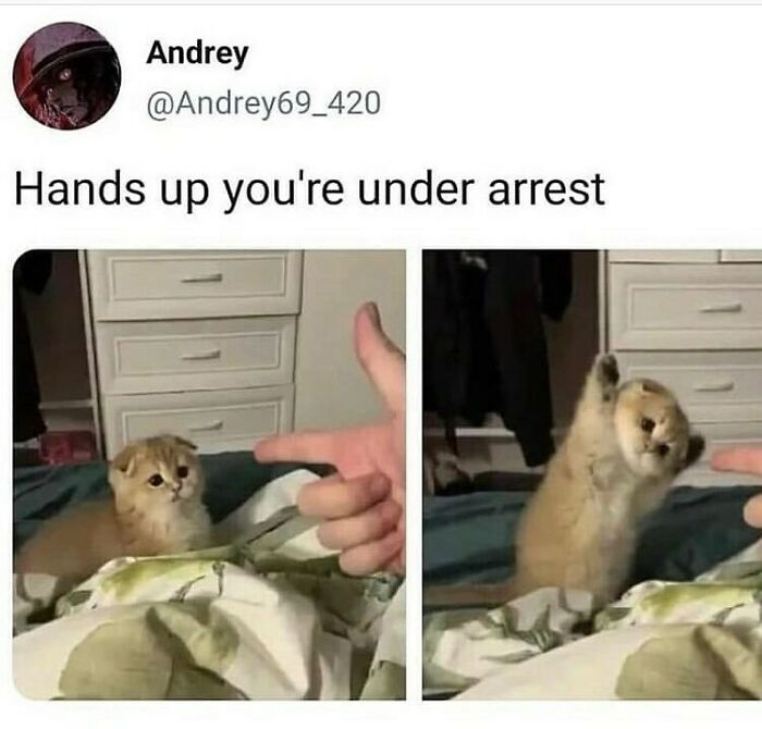 Two images side-by-side showing a person making a finger gun at a kitten, which then raises its paws in surrender, a wholesome animal photo.