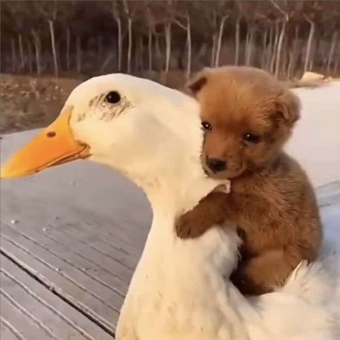 A fluffy brown puppy riding on the back of a large white duck, a wholesome animal photo.