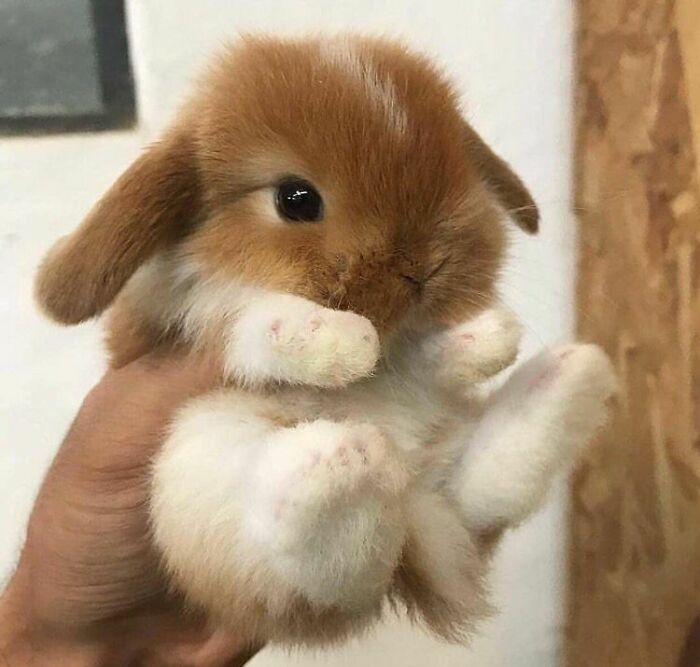 A tiny brown and white wholesome animal, a bunny, held gently in a hand, looking adorable.