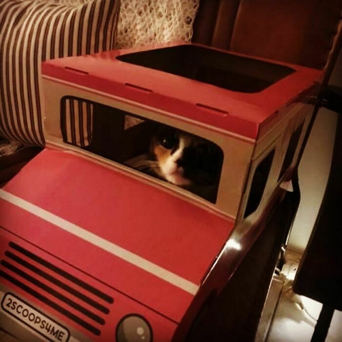 A cute cat peering from a toy red car, part of wholesome animal photos.