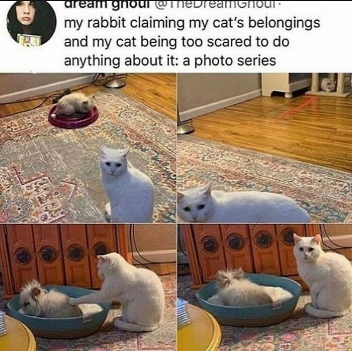 Wholesome animal photos showing a rabbit claiming a cat's bed, with the cat looking scared and eventually nudging the rabbit.